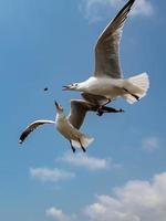 gaivotas voando no céu foto