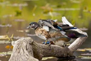 pato de madeira fêmea bate as asas. foto