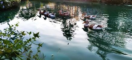 um bando de patos nadando na lagoa foto