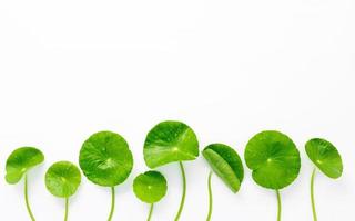 feche as folhas de centella asiatica com gota de chuva isolada na vista superior de fundo branco. foto