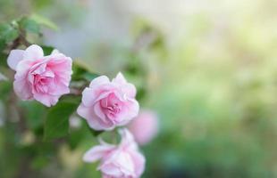 flor rosa rosa em um jardim. foto