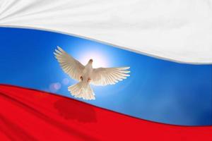 pomba branca e bandeira da rússia voando no céu azul para a independência, liberdade, rezar pela rússia e nenhum conceito de guerra foto