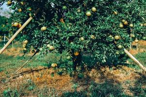 laranja jardim com muitos pomares maduros. cara amarela o jardim laranja dos jardineiros esperando a colheita. foto