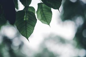 folhas verdes folhas olhos naturais em forma de coração. lindas cores verdes confortáveis. foto