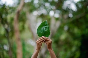 as mãos e a natureza amam o amor brilhante têm que dar um ao outro amor e beleza de maneira natural. foto