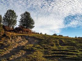 vista panorâmica da floresta de ashdown em sussex foto