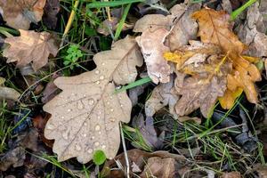 folhas de carvalho caídas no chão no outono foto