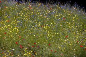 flores silvestres crescendo ao longo da margem do rio dee perto de berwyn foto