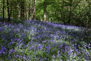 campainhas em staffhurst woods perto de oxted surrey foto