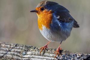 Robin de pé em um tronco ao sol de outono foto