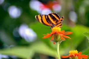 borboleta tigre laranja alimentando-se de uma flor de laranjeira foto