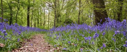 campainhas em staffhurst woods perto de oxted surrey foto