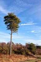 pinheiro de lone scott na floresta de ashdown foto