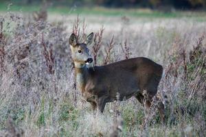 veado europeu feminino em um campo de matagal foto