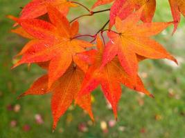 as folhas da árvore acer mudam de cor no outono