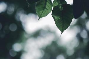 folhas verdes folhas olhos naturais em forma de coração. lindas cores verdes confortáveis. foto