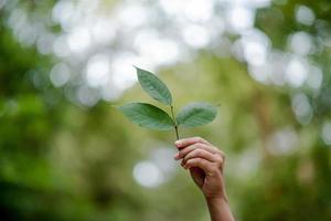 as mãos e a natureza amam o amor brilhante têm que dar um ao outro amor e beleza de maneira natural. foto