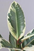 novo broto e uma grande folha de planta de casa de arbusto ficus variegada interior no fundo cinza foto