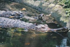 um gavial macho maduro, um crocodilo comedor de peixes está descansando em águas rasas. foto
