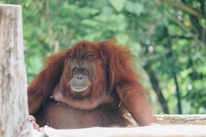 uma fêmea do orangotango em borneo, indonésia, sentado no galho foto