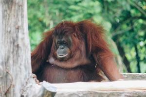 uma fêmea do orangotango em borneo, indonésia, sentado no galho foto