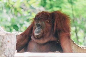 uma fêmea do orangotango em borneo, indonésia, sentado no galho foto