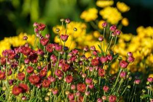 close-up de lindas flores multicoloridas em um fundo desfocado foto