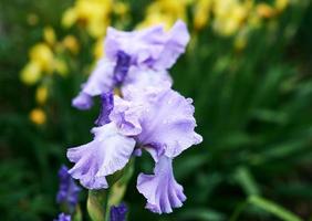 flores de íris violeta e amarela na primavera foto