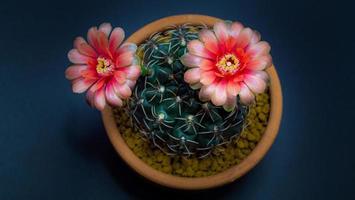 as flores da vista superior estão florescendo. 2 cacto, laranja, quase vermelho, nome de gymnocalycium baldianum, florescendo em cima de uma planta pontiaguda e arqueada em torno de um fundo preto, brilhando de cima. foto