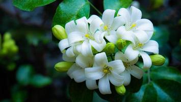 murraya paniculata ou nome orang jessamine, china box tree, andaman satinwood, arbusto de buxo chinês. foto