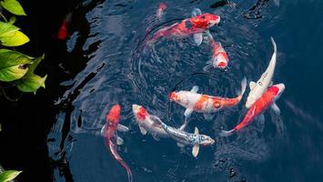 peixes koi extravagantes ou carpas extravagantes nadando em um lago de peixes de lagoa negra. animais de estimação populares para relaxamento e significado do feng shui. foto