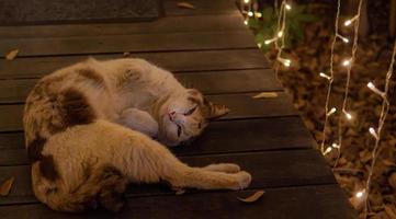 um gato branco com um padrão marrom no corpo dormindo e olhando para a câmera em uma ponte de madeira à noite com uma luz amarela brilhando foto