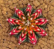 gymnocalycium multicolor cactus clone taiwan é uma mistura de vermelho, laranja, verde com longos picos ao redor da planta. em um pequeno pote de plástico, vista superior em um fundo branco.