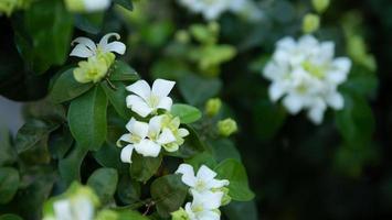 murraya paniculata ou nome orang jessamine, china box tree, andaman satinwood, arbusto de buxo chinês. foto