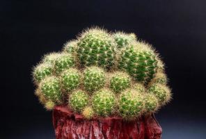 muitos cactos embalados em um pote em forma de log em um fundo preto. cactos ou cactos. aglomerado de cactos em uma panela pequena. estufas para cultivar plantas em casas. tiro no estúdio foto