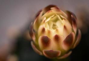 foto acima ou vista superior flores que estão prestes a florescer. flor de botões de cacto gymnocaliseum começando a florescer