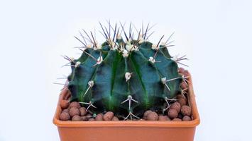 gymno cactus ou nome completo gymnocalycium. grande cacto pontiagudo, cor verde completa em um pote de plástico marrom com contas de barro polvilhadas sobre um fundo branco. foto
