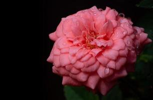 uma rosa com gotas de chuva em suas pétalas. feche a pequena rosa chamada rosa de damasco, cor de rosa velha, mostrando pétalas e camadas de flores, luz natural, ao ar livre foto