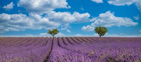 paisagem deslumbrante com campo de lavanda em dia ensolarado. flores de lavanda perfumada violeta desabrochando, paisagem campestre incrível, árvores e céu azul nublado. paisagem idílica da natureza foto