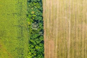 fundo de campos com vários tipos de agricultura com linha de árvores. vista aérea de cima, indústria alimentícia, agricultura, terras agrícolas foto