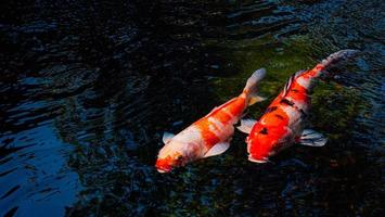 peixes koi extravagantes ou carpas extravagantes nadando em um lago de peixes de lagoa negra. animais de estimação populares para relaxamento e significado do feng shui. foto