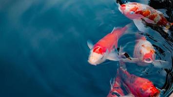 peixes koi extravagantes ou carpas extravagantes nadando em um lago de peixes de lagoa negra. animais de estimação populares para relaxamento e significado do feng shui. foto