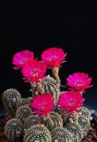 flores rosa escuro ou vermelho claro de um cacto ou cactos. aglomerado de cactos em uma panela pequena. estufas para cultivar plantas em casas. atirando no fundo preto do estúdio. foto