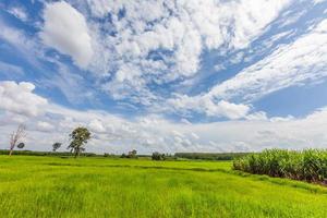 campo de arroz grama verde céu azul com nuvem foto