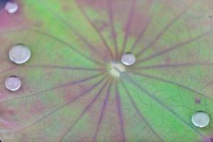 folha de lótus verde com gota de água foto