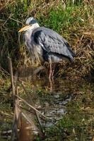 garça-cinzenta.ardea cinerea lagan river belfast irlanda do norte reino unido foto