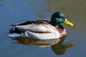 pato-real anas platyrhynchos lagan rio belfast irlanda do norte reino unido foto