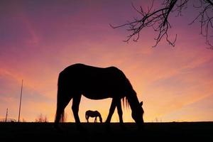 silhueta de cavalos no prado com um belo pôr do sol foto