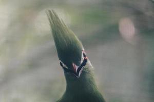 guiné turaco ou turaco hijau pássaro em um galho de árvore foto