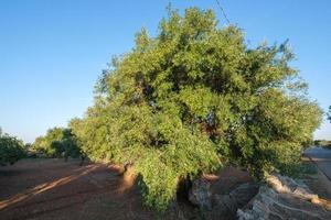 oliveiras em pezze di greco fasano apúlia itália foto